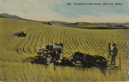 Postcard of a combine harvesting grain in fields near Moscow, Idaho.