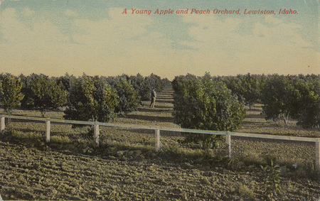 Postcard of a man standing in an orchard near Lewiston, Idaho.